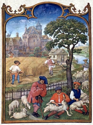 Esquilando ovejas hacia 1510