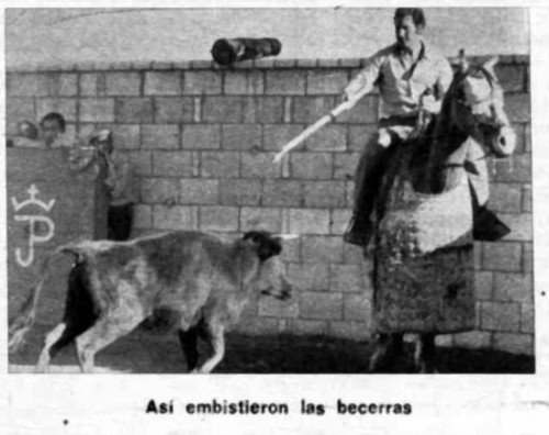 Tentadero en Bienservida. As� embistieron las becerras. 31/12/1974