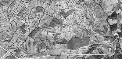 Olivares irregulares en los Enebrales y las Majadillas 1956.Fototeca del CNIG.