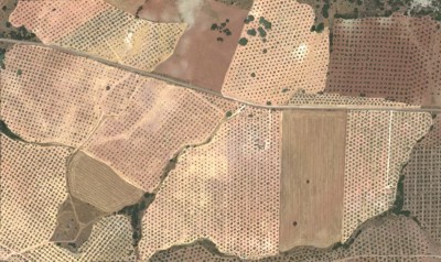 Olivares regulares en el Llano de la Virgen en 2019 (plantados en los a�os 90). Fototeca del CNIG.