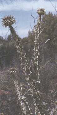 Cardo mariano o borriquero
