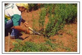 Cortando la planta de stevia