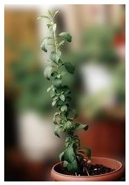 La planta de stevia en una maceta