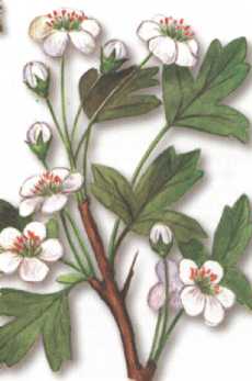 Espino blanco o albar