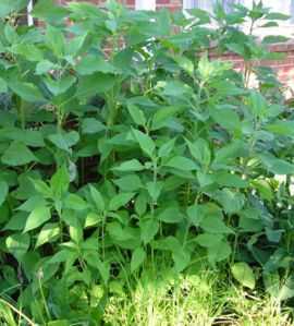 Plantas de pataca o aguaturma
