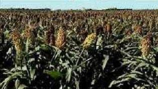 Plantaci�n de sorgo