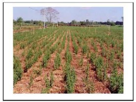 Plantaci�n de stevia