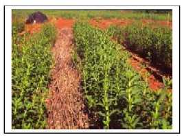 Plantas de stevia en cultivo